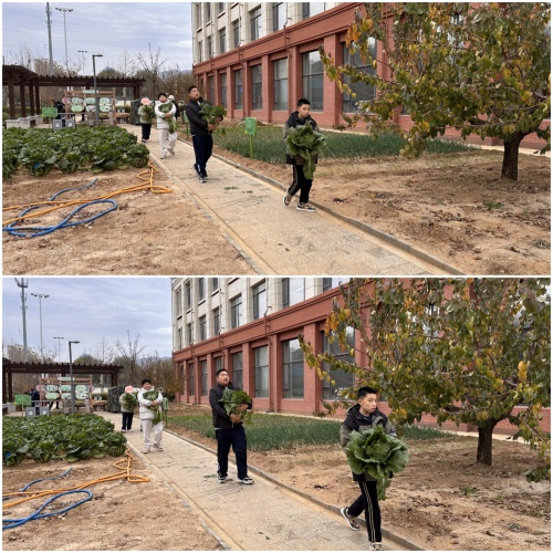 搬白菜2.jpg 搬白菜2.jpg