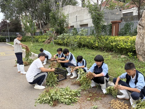 老師同學(xué)一起拔花生.JPG